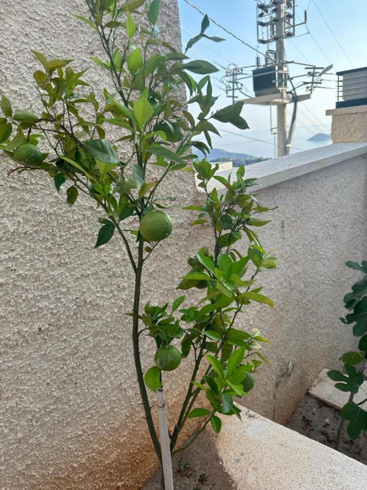 Kalkan Villa Beauty Honeymoon Каш Экстерьер фото